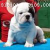 Cachorros Bull Inglés en venta