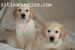 Regalo golden retriever cachorros