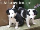 Border Collie cachorros para su adopcio