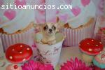 a lovely Chihuahua Puppies for free adop