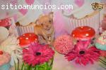 a lovely Chihuahua Puppies for free adop