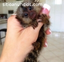 Bebé Monos Capuchinos y titi Para Su Apr