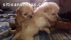 Cachorros Shih tzu