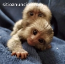 Monos bebé mono tití para adopción.