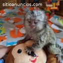 Monos tití de bebé para su adopción