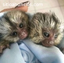 Venta de monos tití pigmeos bebés sanos