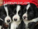 cachorros border collie argentinos