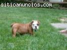 ADOPTA CAMADITA DE BULLDOG INGLES