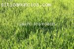 SIEMBRA DE GRASS EN ESQUEJES #995889110