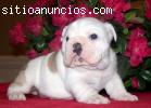 Cachorros Bull Inglés en venta