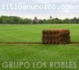 VENTA DE GRASS EN SEMILLAS