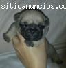una encantadora cachorros Pug para la ad