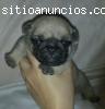 una encantadora cachorros Pug para la ad