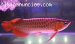 Genuinos Peces Arowana para acuarios