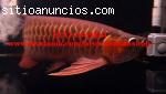 Genuinos Peces Arowana para acuarios