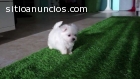 Adorables cachorros malteses pendientes