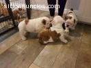 Cachorros de bulldog inglés macho y hemb