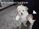 Cachorros Shih tzu