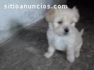 Cachorros Shih tzu