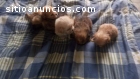 Cachorros Shih tzu