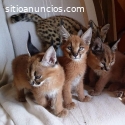 gatitos serval, sabana y caracal