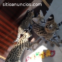 gatitos serval, sabana y caracal