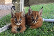 gatitos serval, sabana y caracal