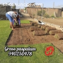 Grass americano, bermuda y paspalum