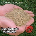Grass bermuda en semilla