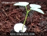 Logos plantables