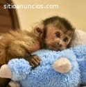 Mono apuchin saludable disponible