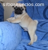 Regalo pug para un buen hogar con el cab