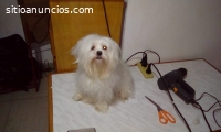 SERVICIO DE MONTA BICHON MALTES