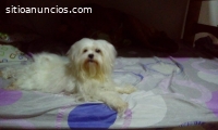 SERVICIO DE MONTA BICHON MALTES