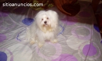 SERVICIO DE MONTA BICHON MALTES