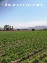VENDO TERRENO 9,219 m2 – EX FDO CHUQUITA