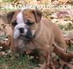 Cahcorros bulldog ingles