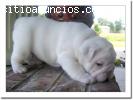 cachorro de bulldog adorable para la ado