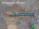 Control Eficaz de Insectos en Maracaibo