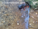 Eliminamos Ratas en Casas de Maracaibo