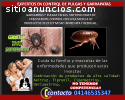 Fumigacion Control Insecto 04146535347