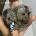 Lindo bebé monos tití para su aprobación