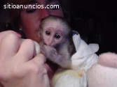 Monos capuchinos hembras disponibles