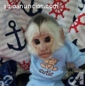Preciosos monos capuchinos que necesitan