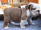 Bulldog Inglés cachorros para su aprobac