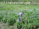 TERRENO DE 3 HECTAREAS EN LAGUNILLAS