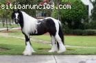 Gypsy vanner caballo para usted.