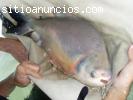 PROYECTOS ACUICOLAS (cachama, tilapia, c