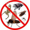 fumigaciones para erradicar termitas