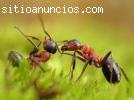 fumigacion para hormigas en maracaibo